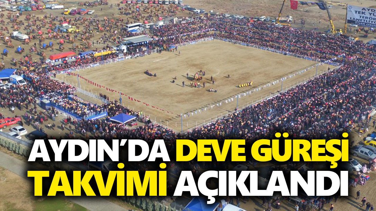 Aydın’da deve güreşleri yeniden başlıyor: 2026 takvimi açıklandı