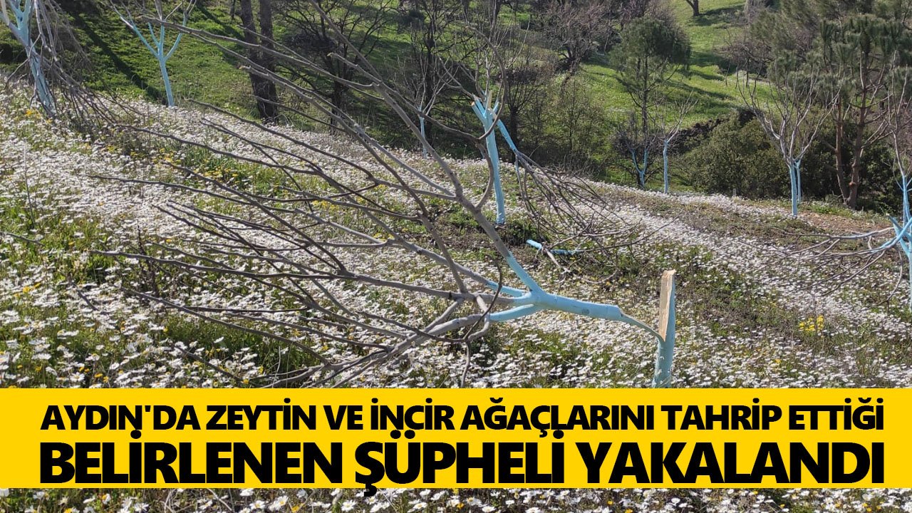 Aydın’da 7 bahçedeki zeytin ve incir ağaçlarını tahrip eden şüpheli yakalandı