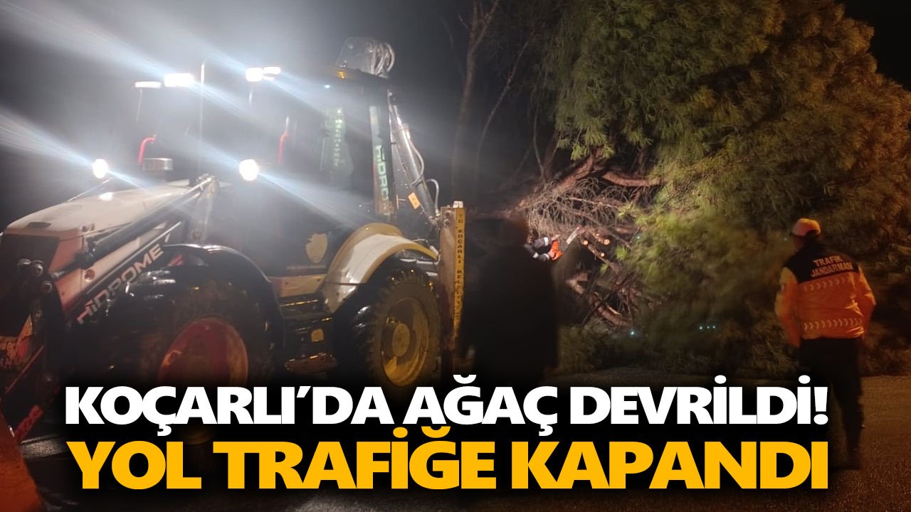 Koçarlı’da ağaç devrildi! Yol trafiğe kapandı