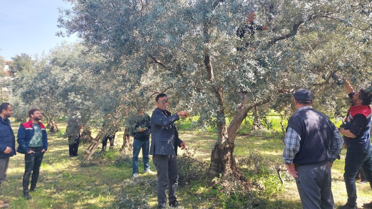 Koçarlılı Zeytin Üreticisine Teknik Gezi2