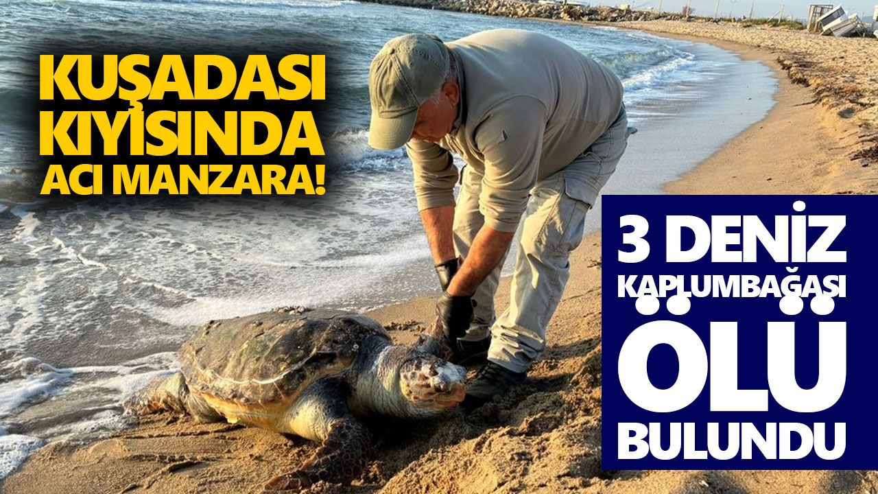 Kuşadası kıyısında acı manzara: 3 deniz kaplumbağası ölü bulundu