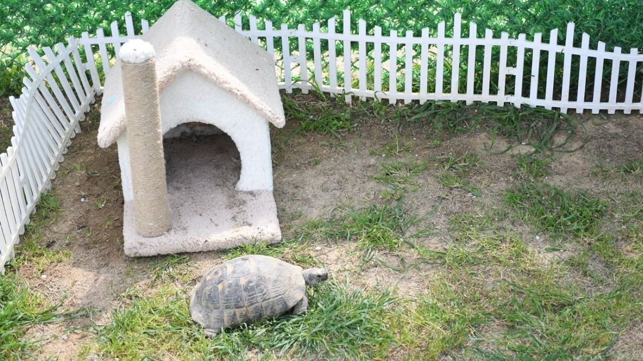 Kuşadası’nda Kaplumbağalara Özel Yaşam Alanı