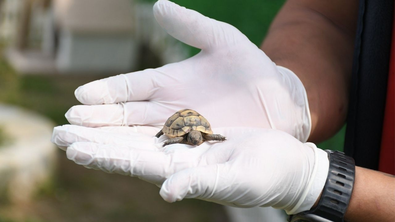 Kuşadası’nda Kaplumbağalara Özel Yaşam Alanı2