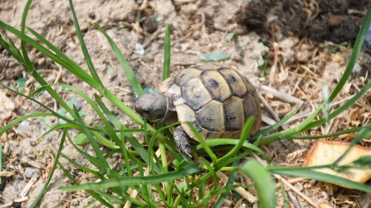 Kuşadası’nda Kaplumbağalara Özel Yaşam Alanı3