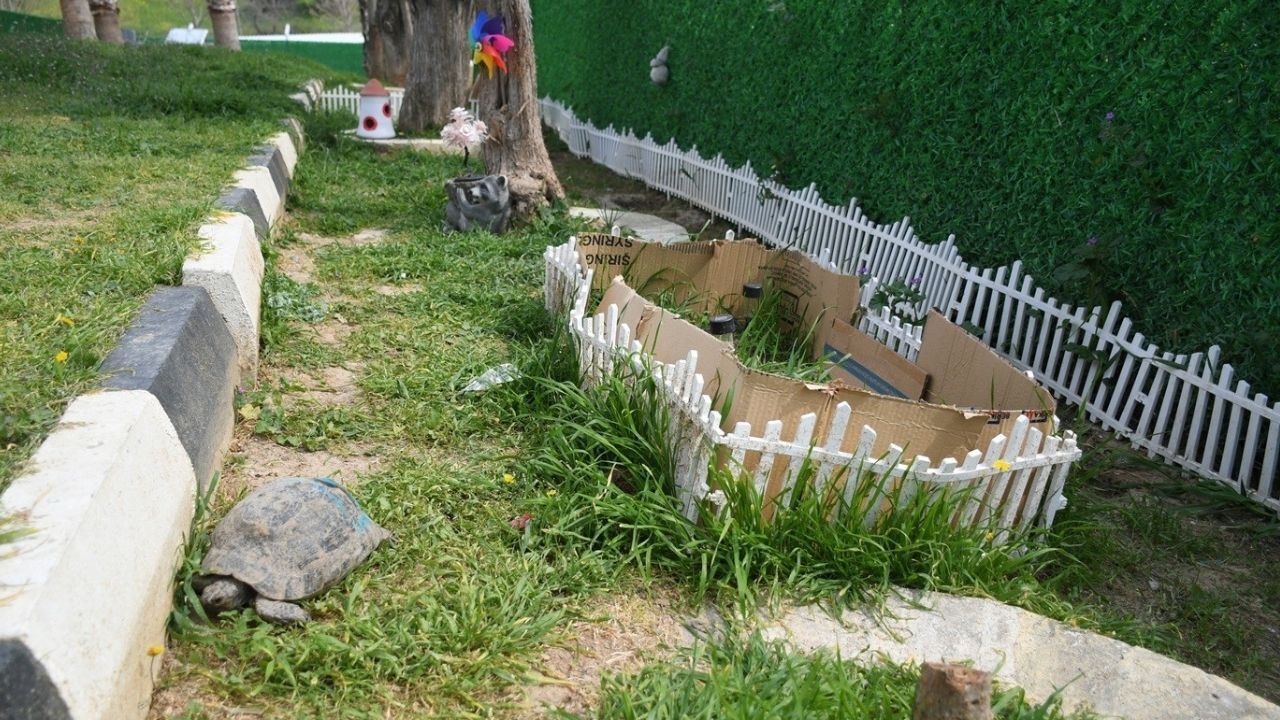 Kuşadası’nda Kaplumbağalara Özel Yaşam Alanı5
