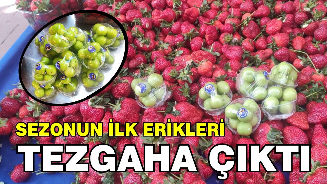 Nazilli'de sezonun ilk erikleri tezgâha çıktı