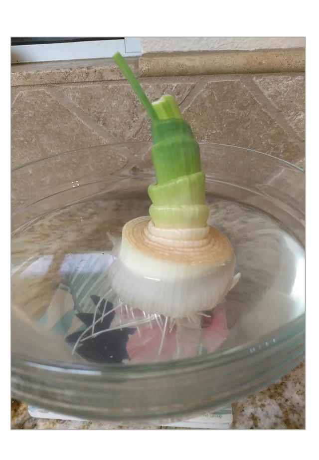 Regrowing A Leek Would It Be Best To Keep It Growing In V0 D93A7D8Dujx01