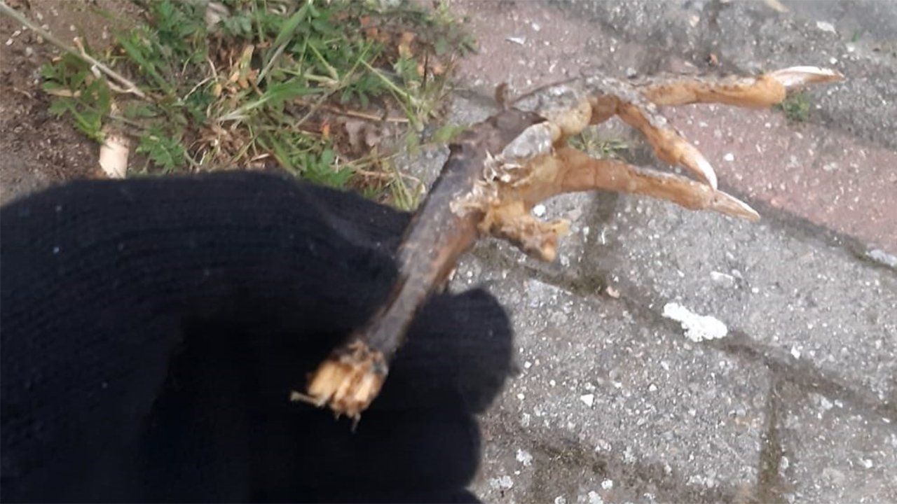 Aydinda Araçtan Çikan Şey Şok Etti̇ 1