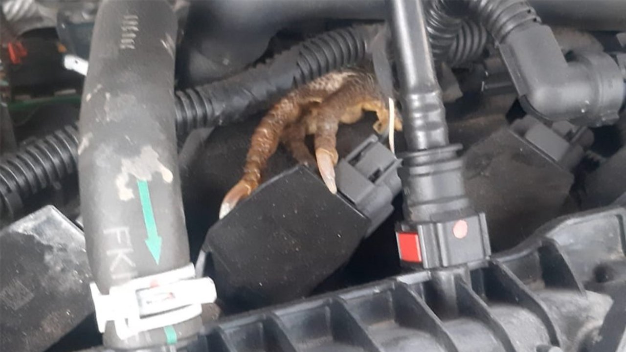 Aydinda Araçtan Çikan Şey Şok Etti̇ 2