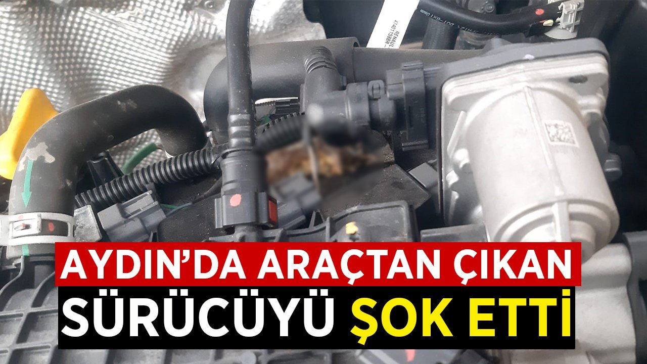 Aydın'da araçtan çıkan şey sürücüyü şok etti!