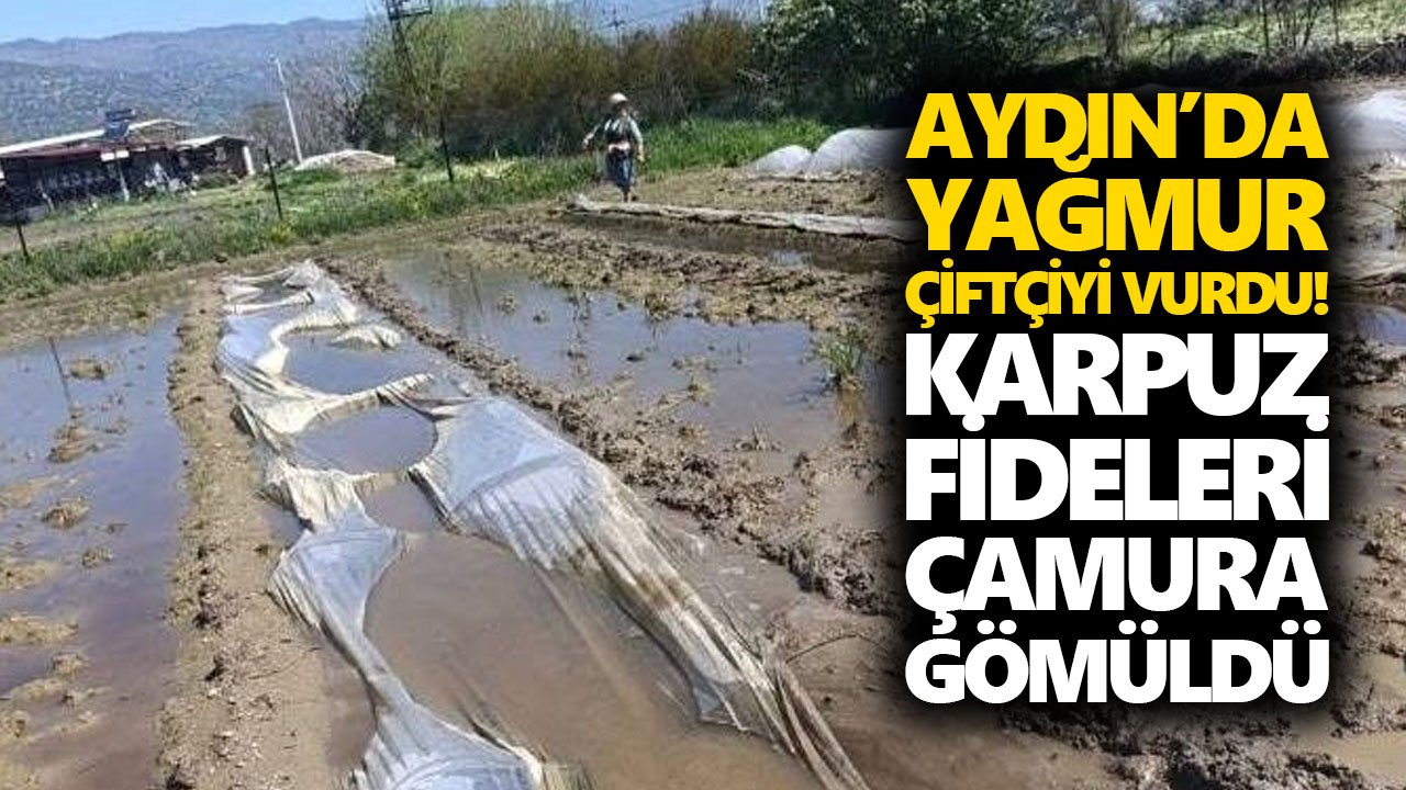 Aydın’da yağmur çiftçiyi vurdu! Karpuz fideleri çamura gömüldü