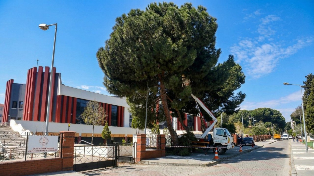 Efeler’de Tehlike Arz Eden Ağaçlara Bakım 2