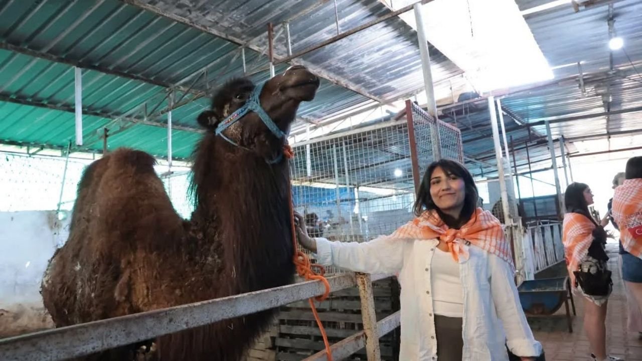 Estonyalı Öğrenciler İncirliova’da Deve Çiftliğini Ziyaret Etti2