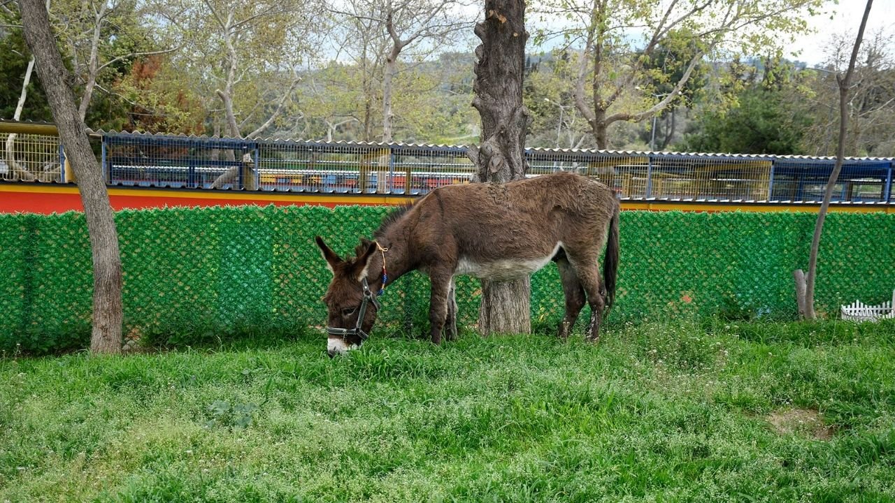 ‘Fıstık’ Artık Kuşadası’nda Mutlu3