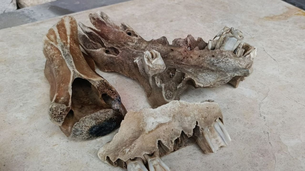 Kuşadası Sahilinde Şaşırtan Keşif3