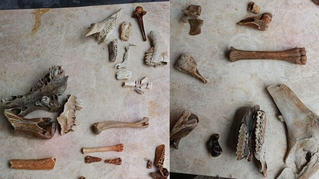 Kuşadası Sahilinde Şaşırtan Keşif45