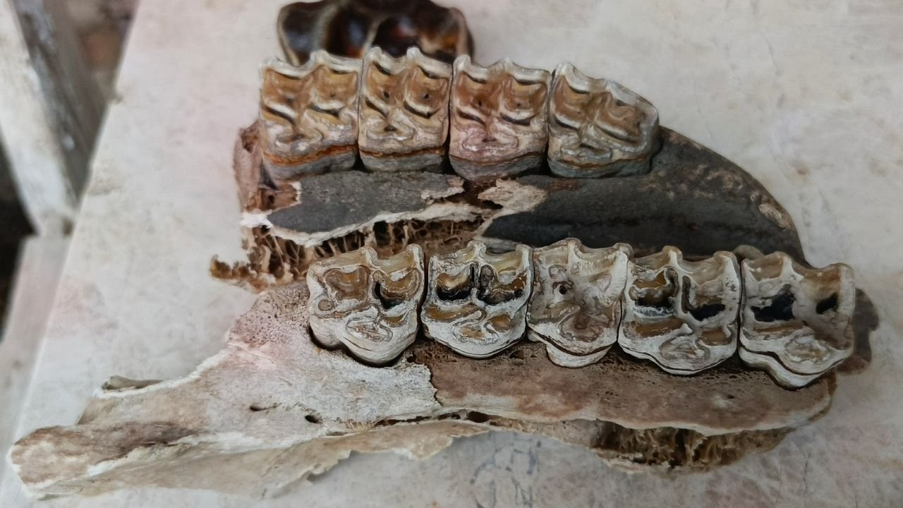 Kuşadası Sahilinde Şaşırtan Keşifvş