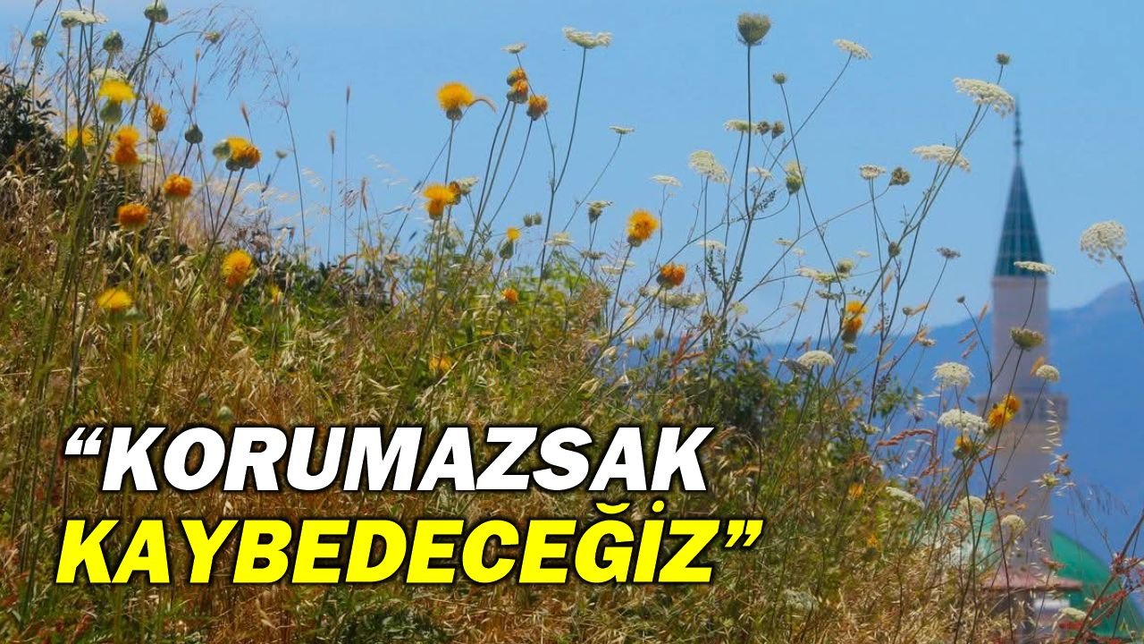 Kuşadası’nda tülüşah alarmı