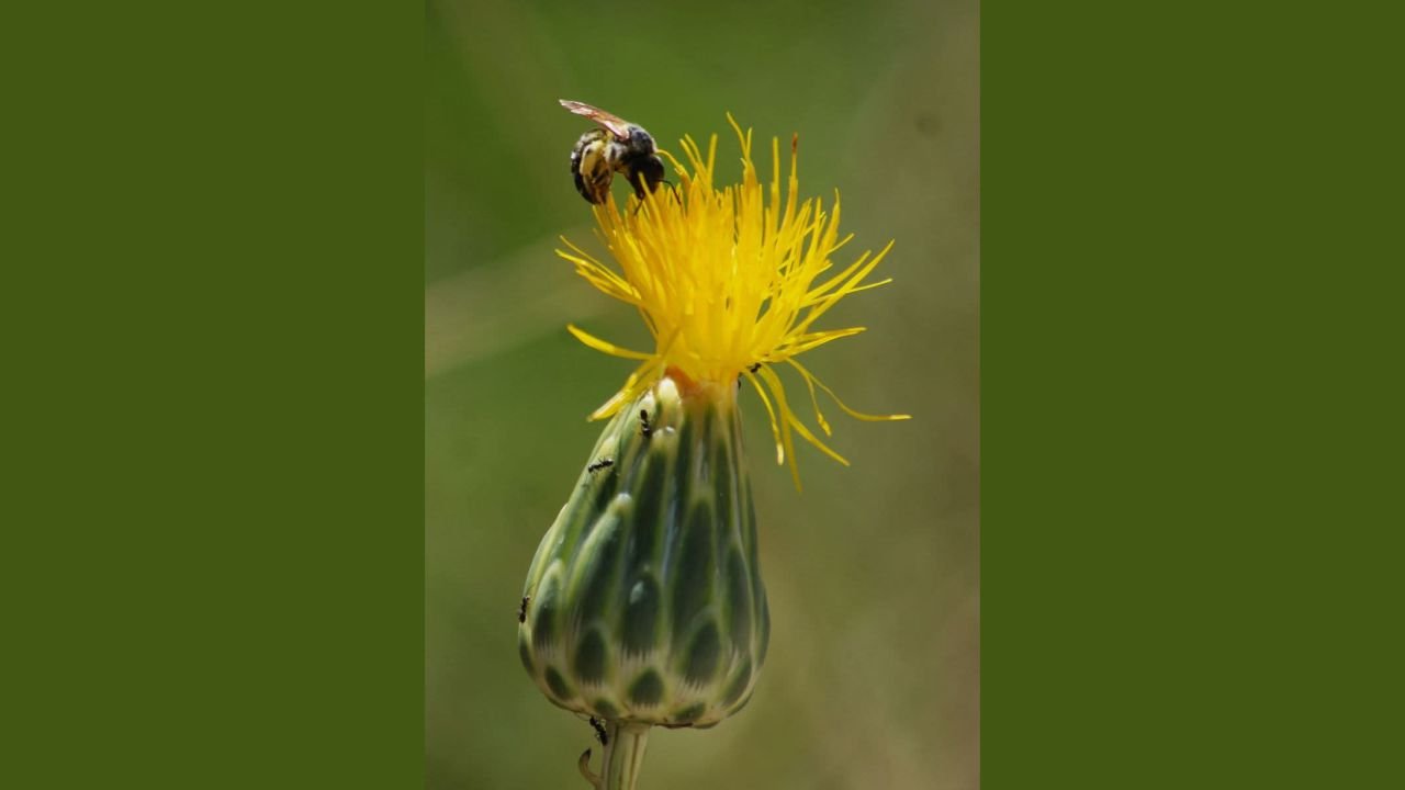 Kuşadası’nda Tülüşah Alarmı1