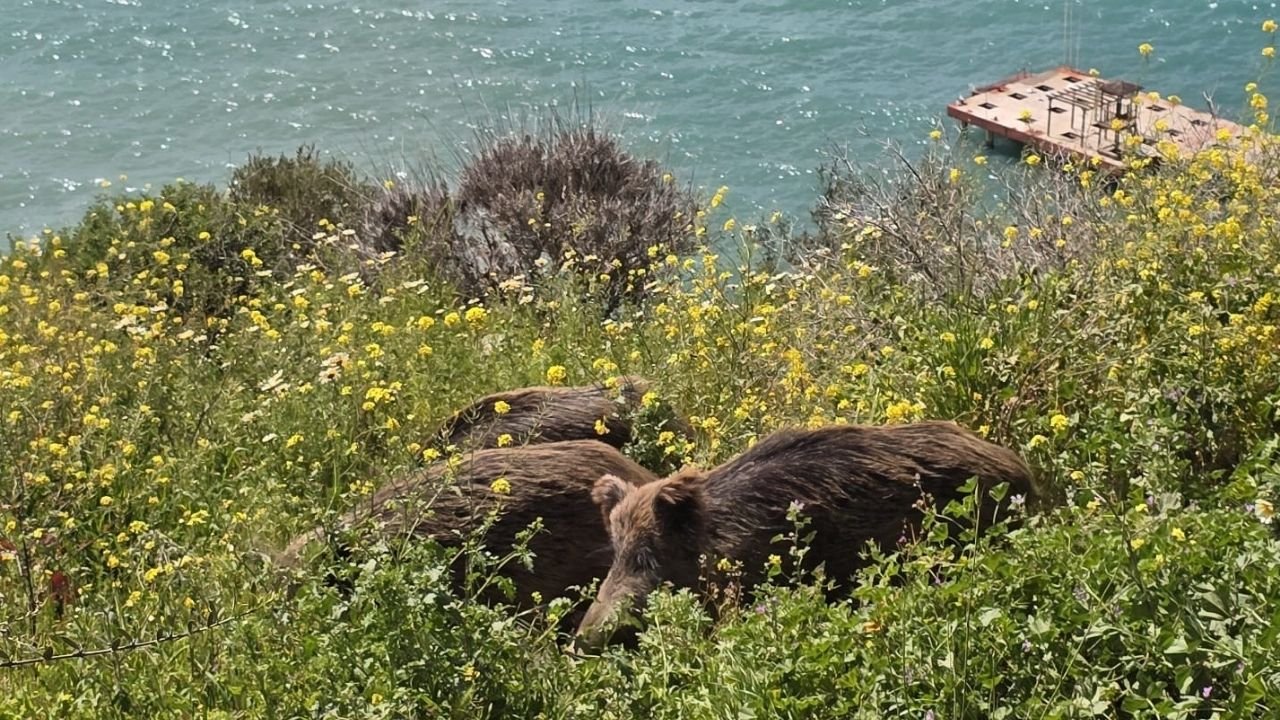 Kuşadası’nda Yaban Domuzları Şehre Indi