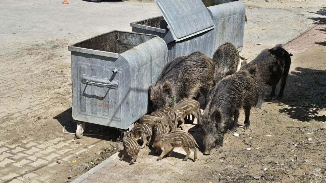 Kuşadası’nda Yaban Domuzları Şehre Indi1
