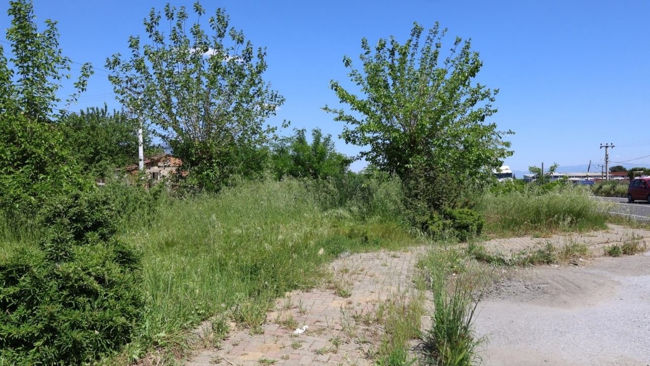 Nazilli’de 2 Metrelik Yabani Otlar Tehlike Saçıyor