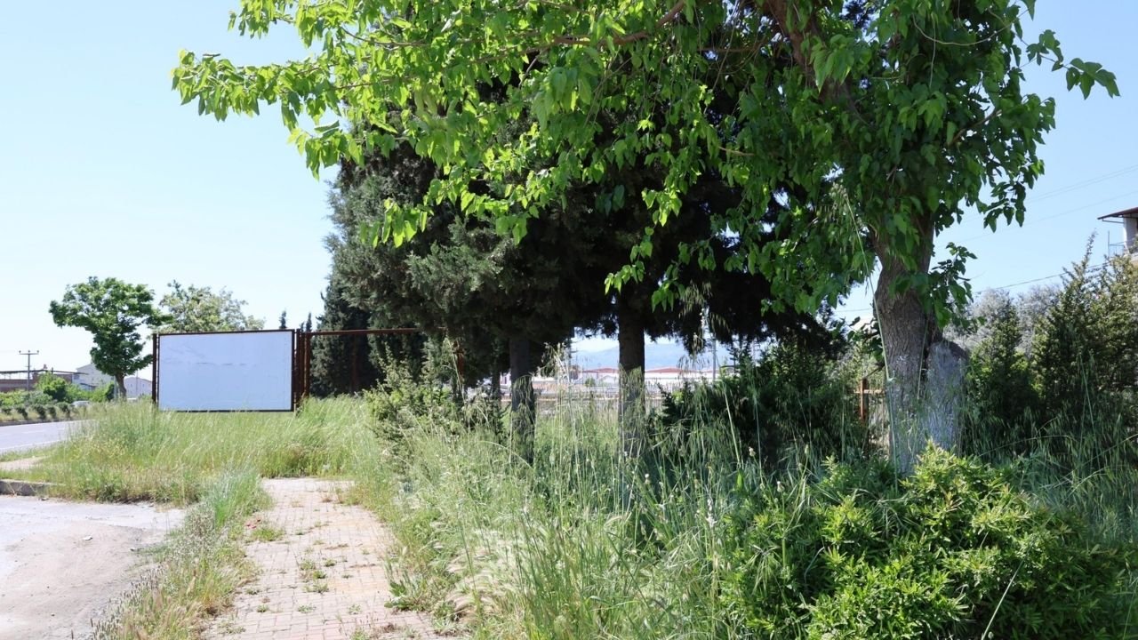 Nazilli’de 2 Metrelik Yabani Otlar Tehlike Saçıyor03