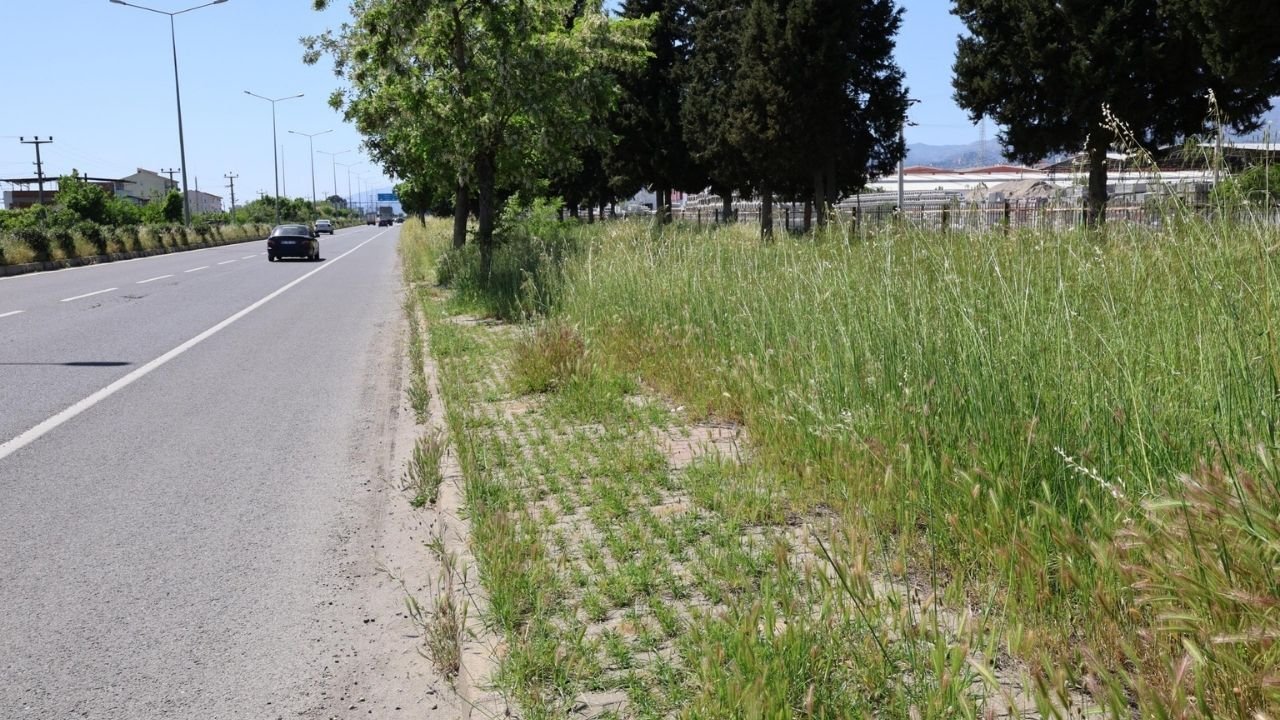 Nazilli’de 2 Metrelik Yabani Otlar Tehlike Saçıyor3