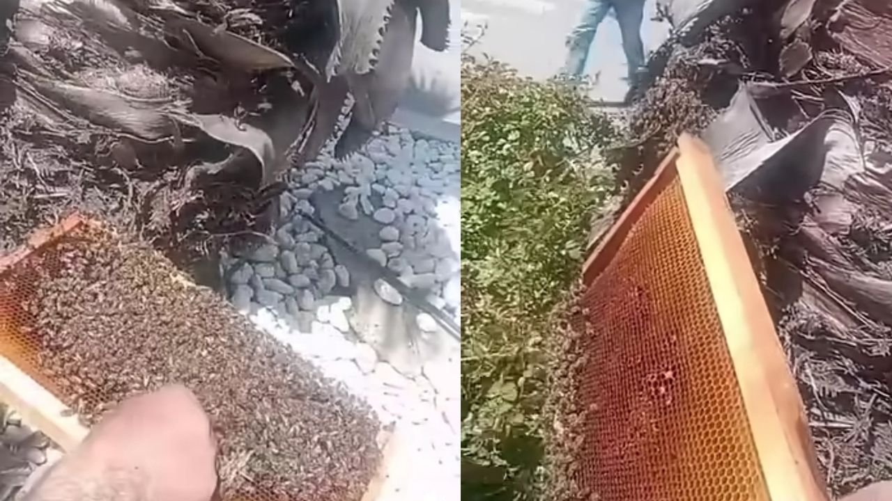 Nazilli'de Arı Alarmı!1