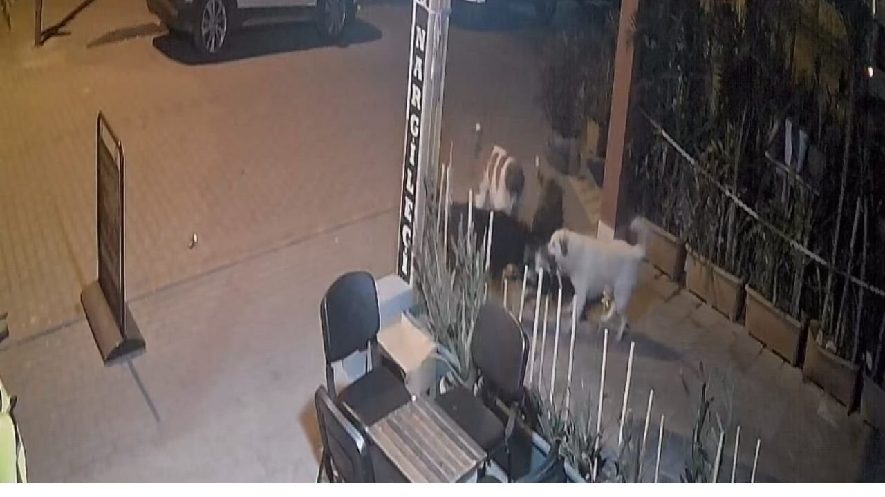 Nazilli’de Başıboş Köpekler, Kediyi Parçaladı1