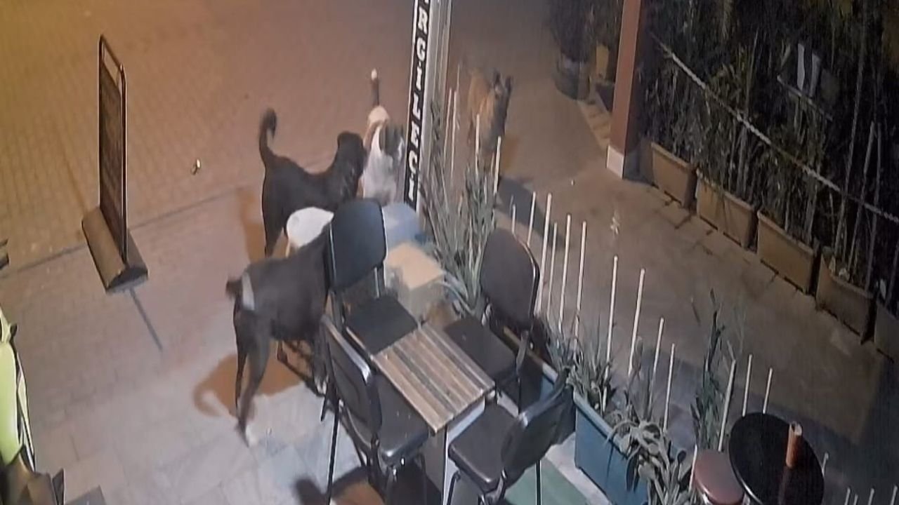 Nazilli’de Başıboş Köpekler, Kediyi Parçaladı2