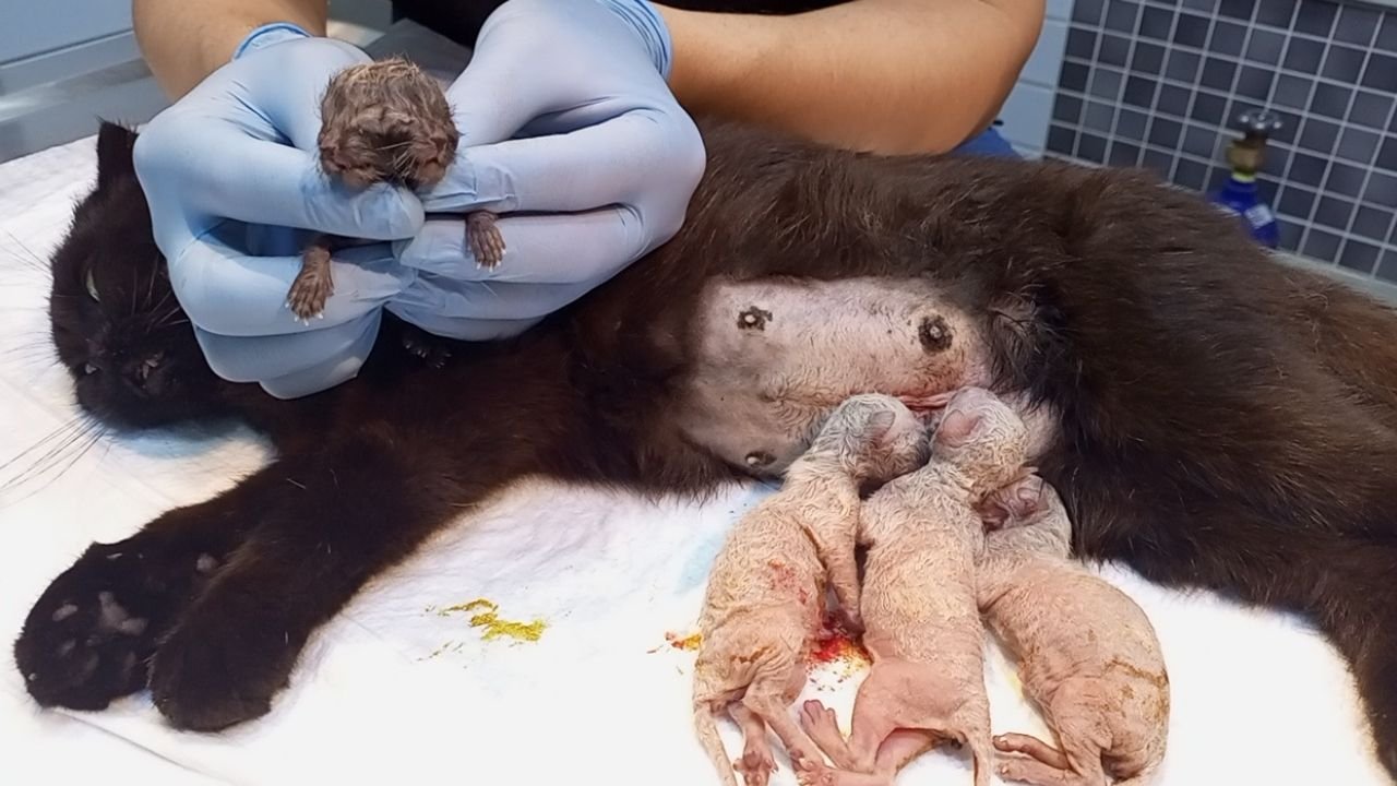 Nazilli'de Şaşkınlık Yaratan Olay1