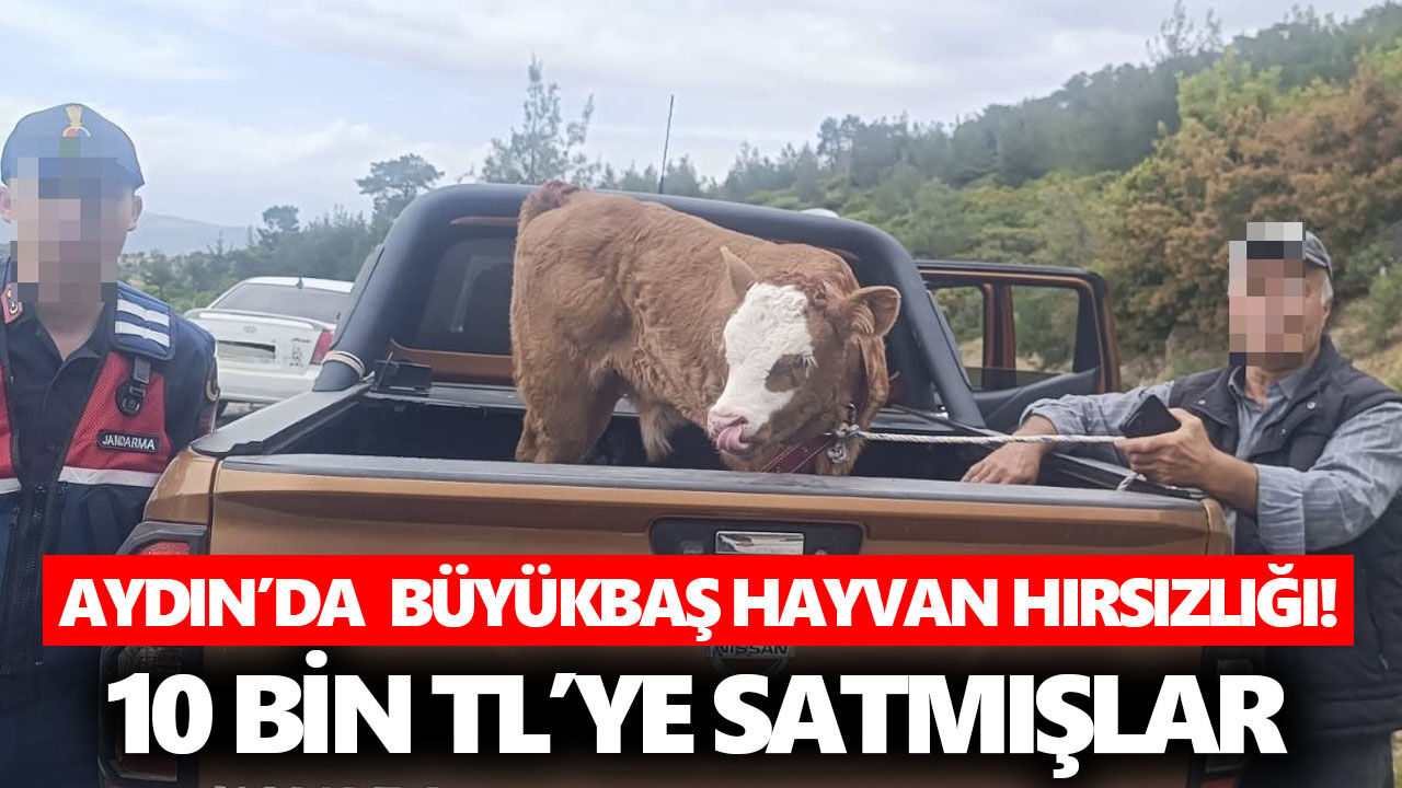 Aydın'da büyükbaş hayvan hırsızlığı! 10 bin TL’ye satmışlar
