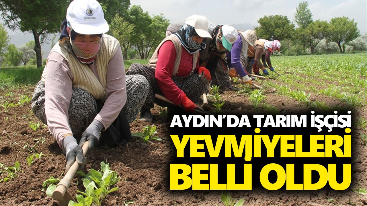 Aydın’da tarım işçisi yevmiyeleri belli oldu