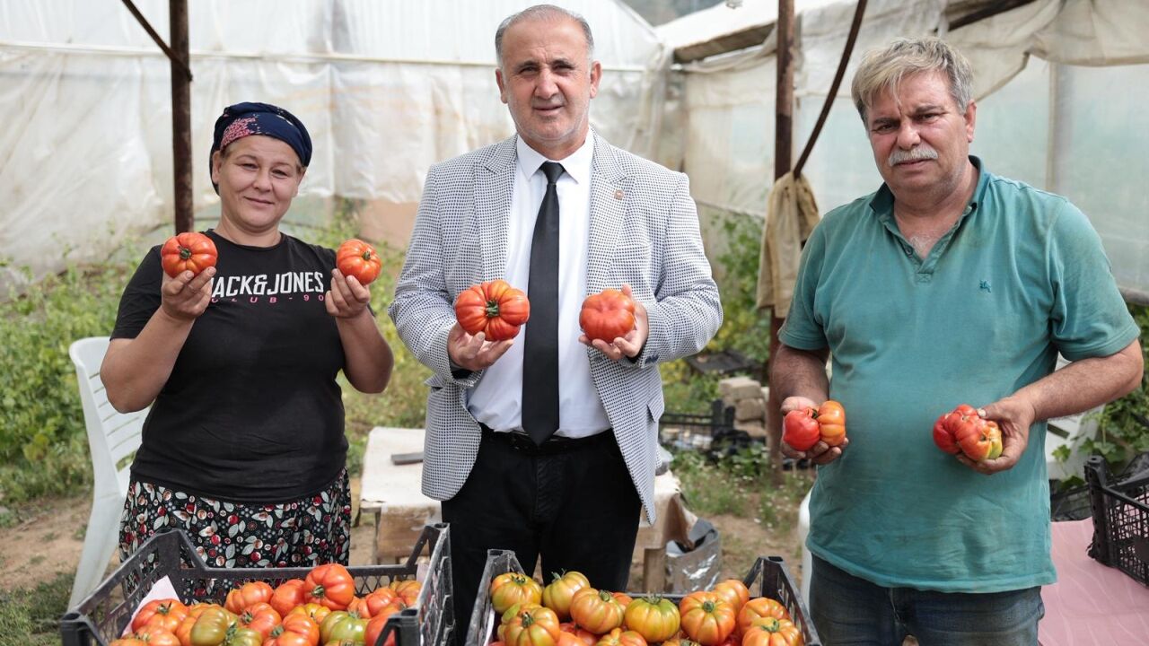 İncirliova’da Yerli Domates Hasadı Başladı 2