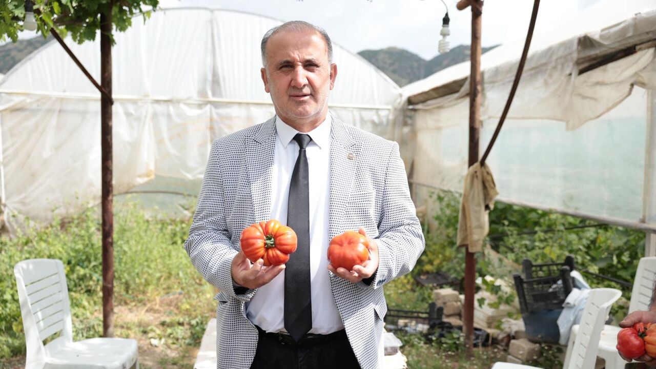 İncirliova’da Yerli Domates Hasadı Başladı 3