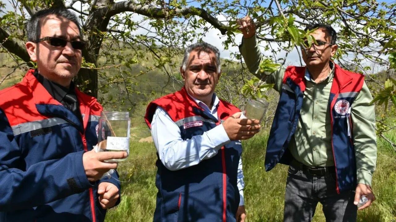 Köşk'te Gal Arısıyla Mücadele Sürüyor 2