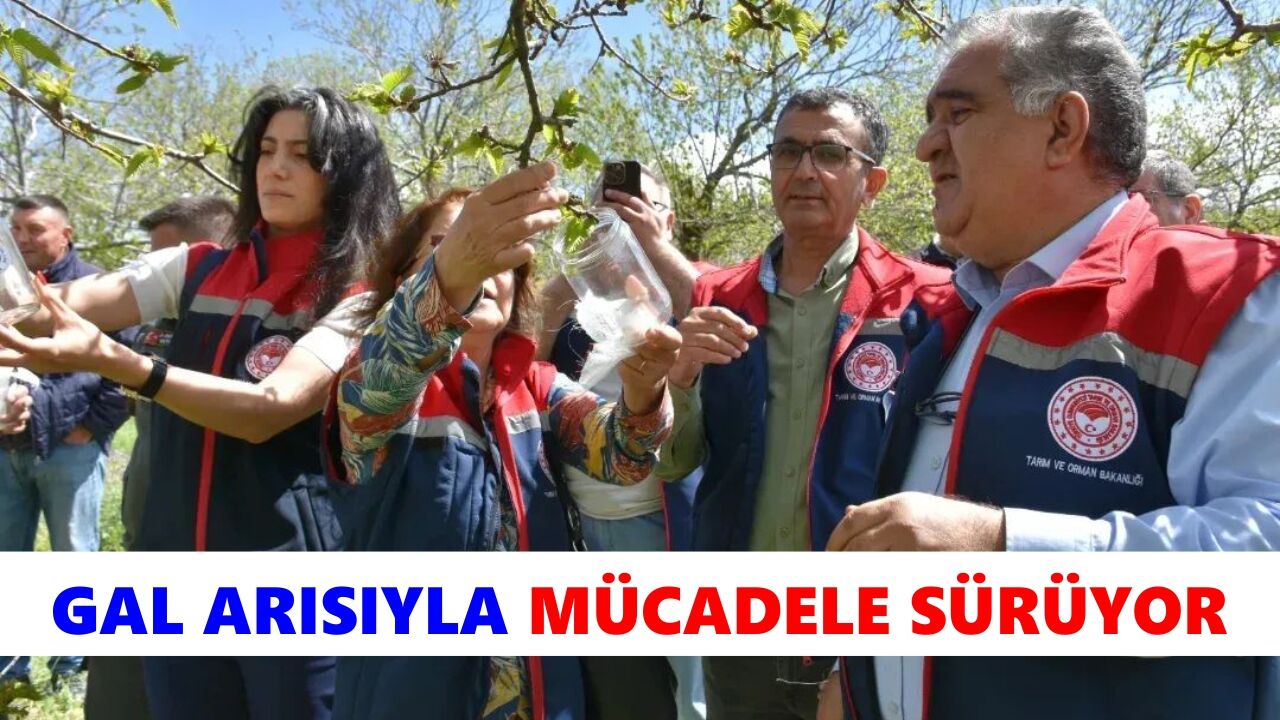 Köşk'te gal arısıyla mücadele sürüyor