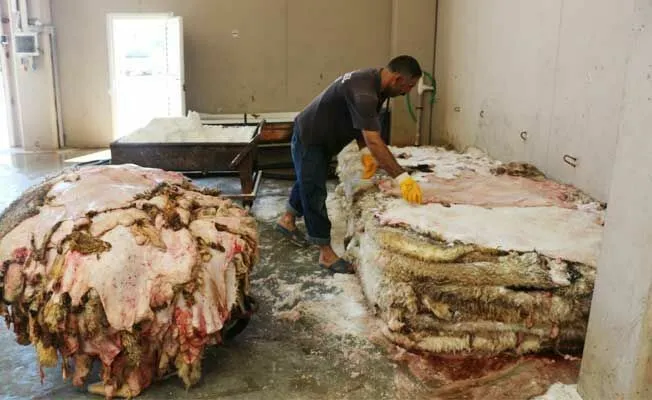 Kurban Derileri Degerlendiriliyor H160612 94B71