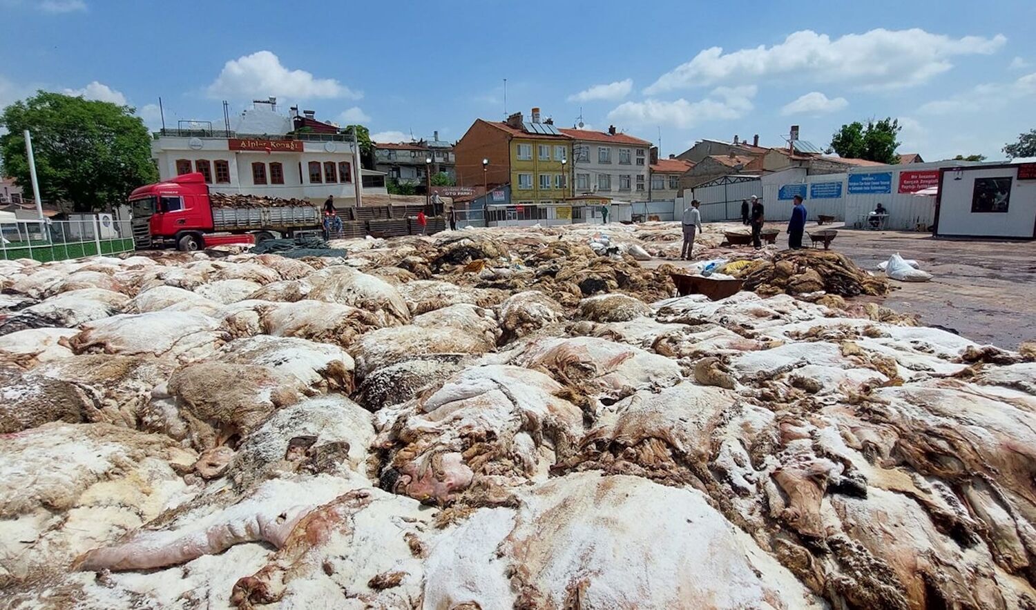 Kurbanın en değerli yeri belli oldu! Adeta altın değerinde