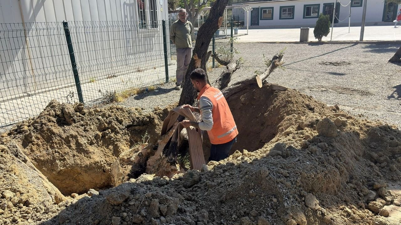 Kuşadası’nda 410 Ağaç Doğaya Yeniden Kazandırıldı