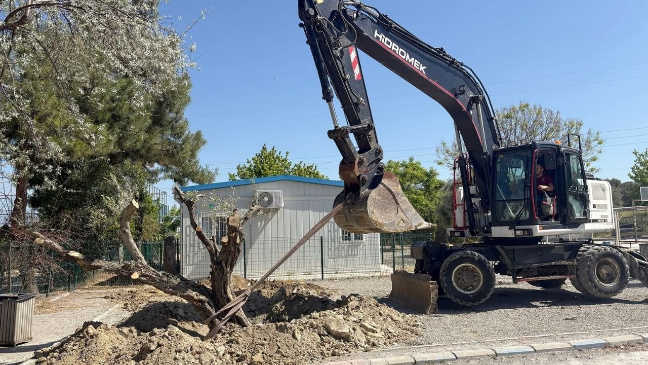 Kuşadası’nda 410 Ağaç Doğaya Yeniden Kazandırıldı3