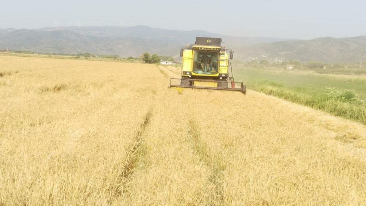 Söke Ovası’nda Buğday Hasadı Başladı