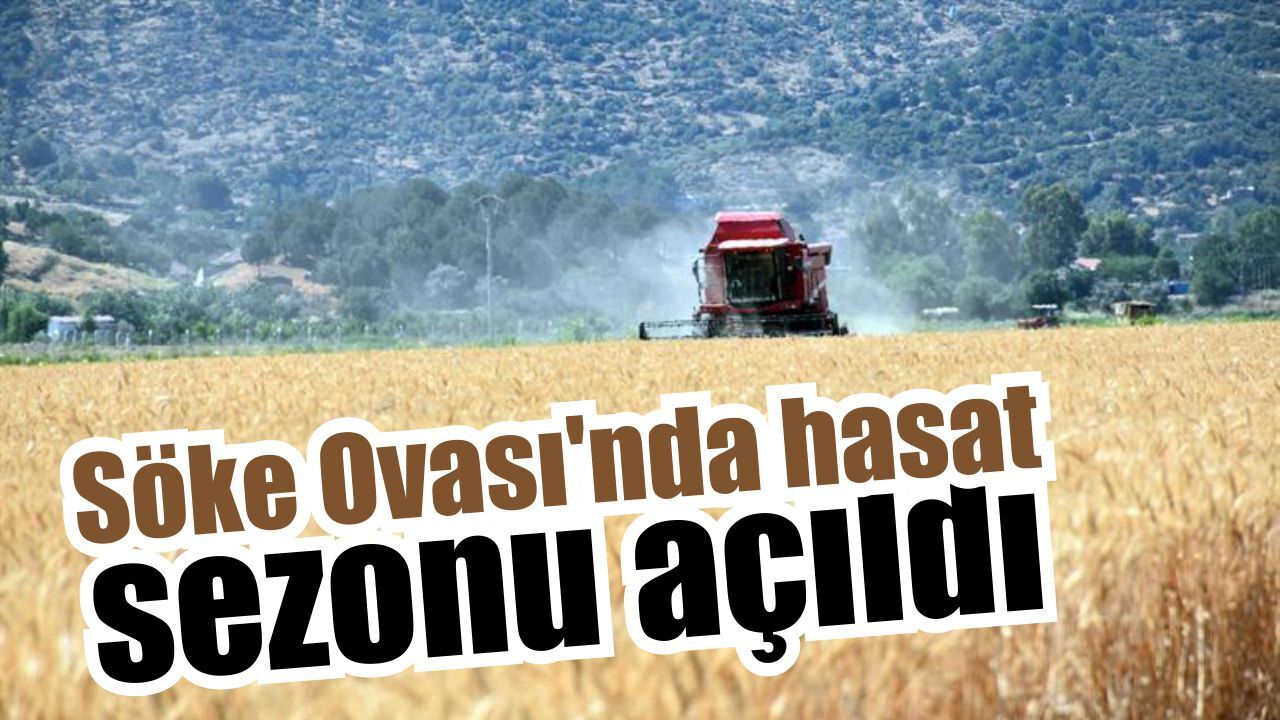 Söke Ovası’nda buğday hasadı başladı