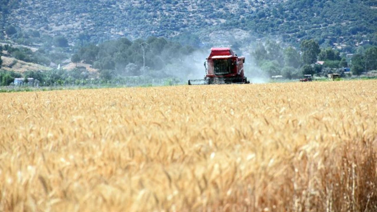 Söke Ovası’nda Buğday Hasadı Başladı1
