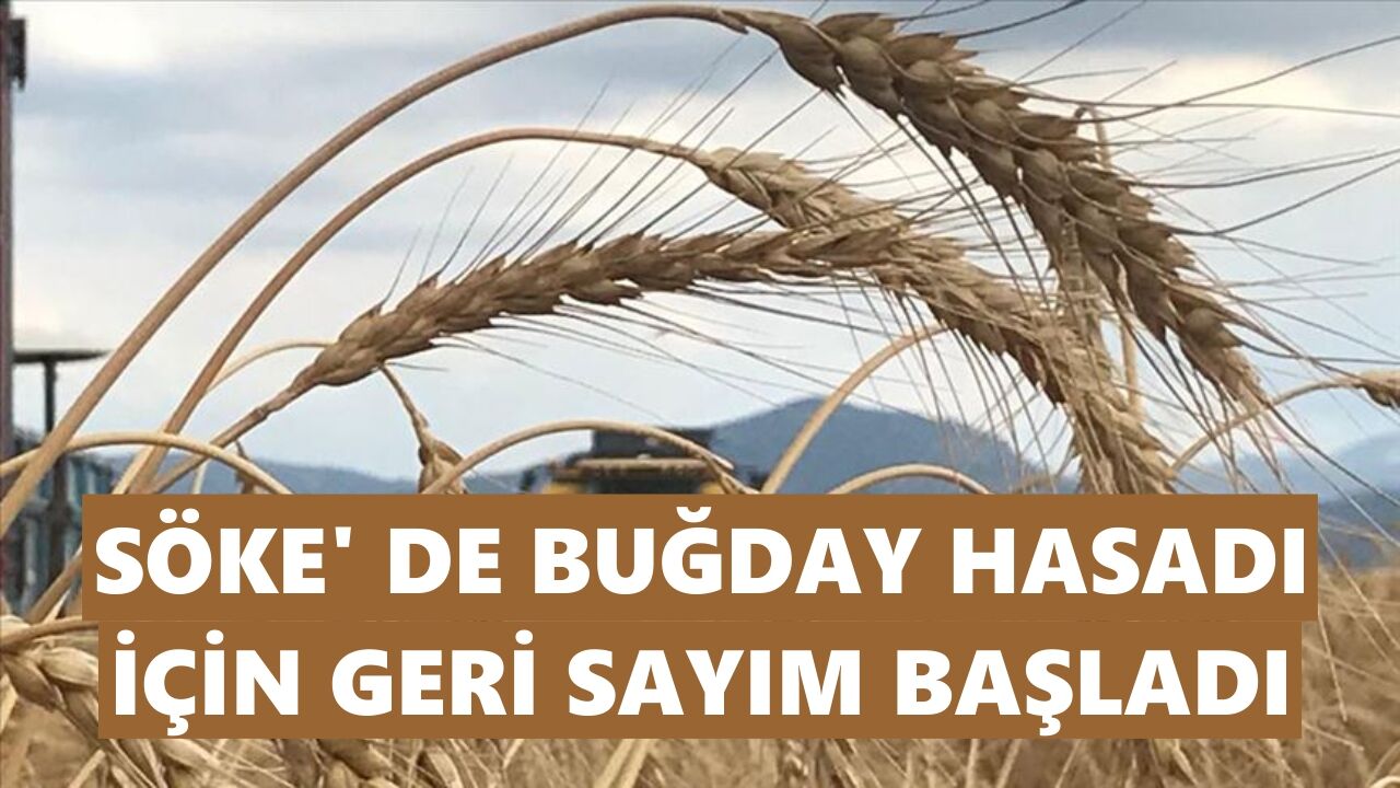 Söke’de buğday hasadı için geri sayım başladı