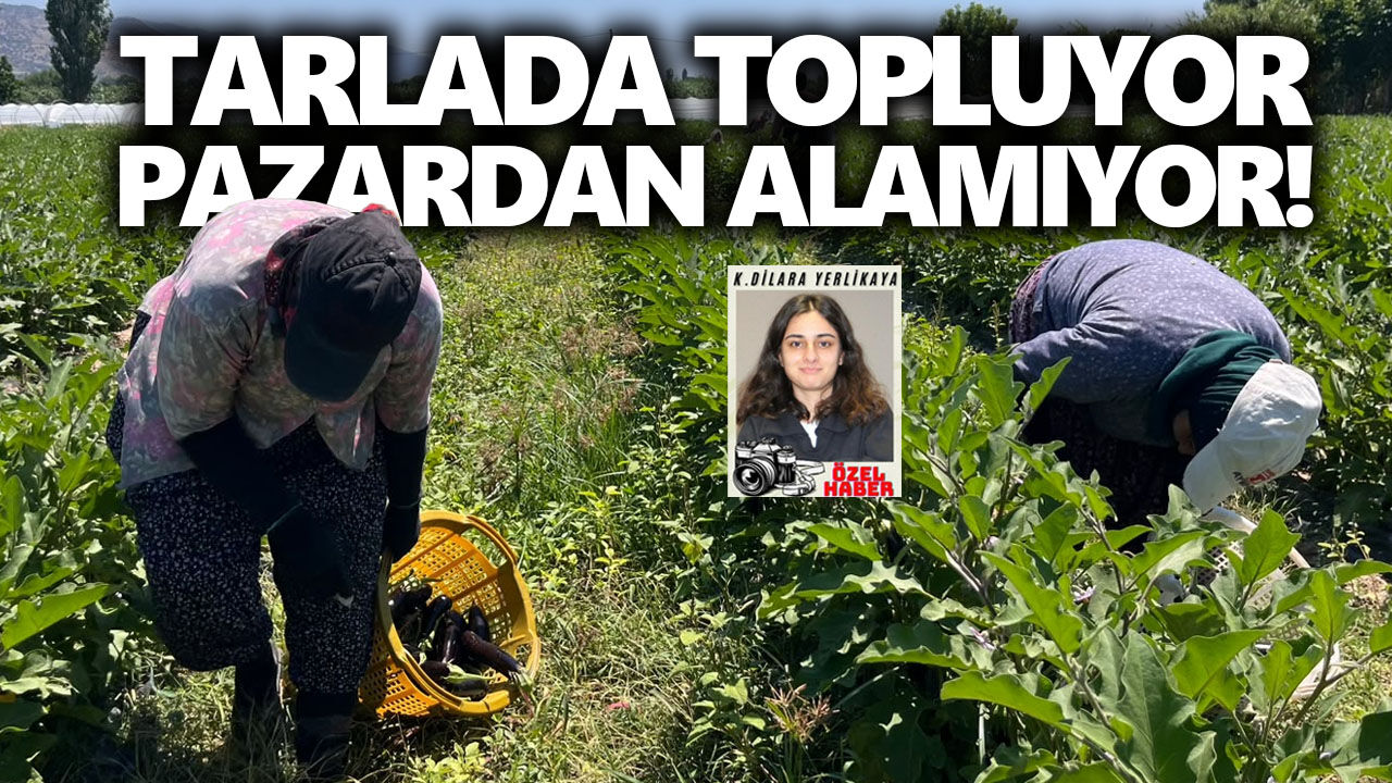 Aydın’da kavurucu sıcakta ekmek mücadelesi: Tarlada topluyor, pazardan alamıyor!