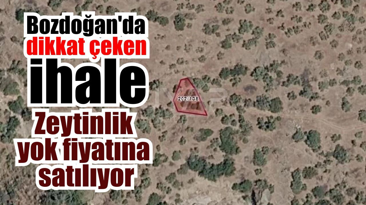 Bozdoğan’da asırlık zeytinlik icradan satışta