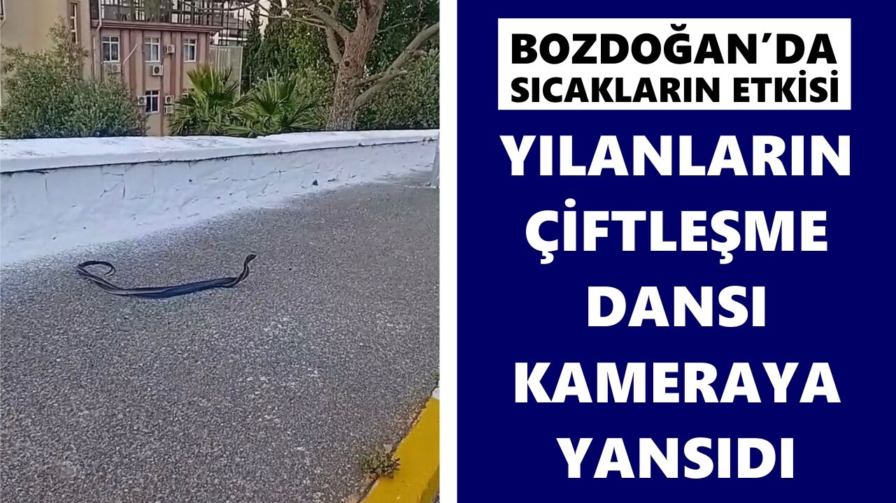 Bozdoğan’da sıcakların etkisi: Yılanların çiftleşme dansı kameraya yansıdı