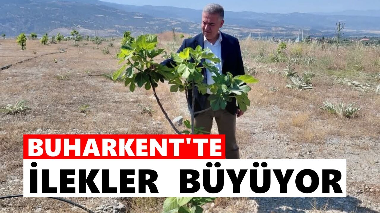 Buharkent'te ilekler büyüyor